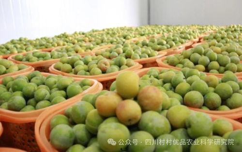 蜂糖李图片,甜蜜果实，自然馈赠的甘露之味