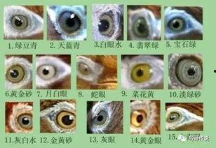 画眉鸟三棱嘴图片大全,探寻自然之美与艺术魅力