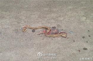 白色蛇图片,自然奇观下的神秘传说