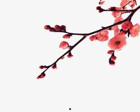 梅花彩铅画图片大全,绽放冬季的优雅与坚韧