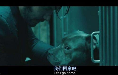 疾速追杀在线观看,速度与激情的复仇之旅