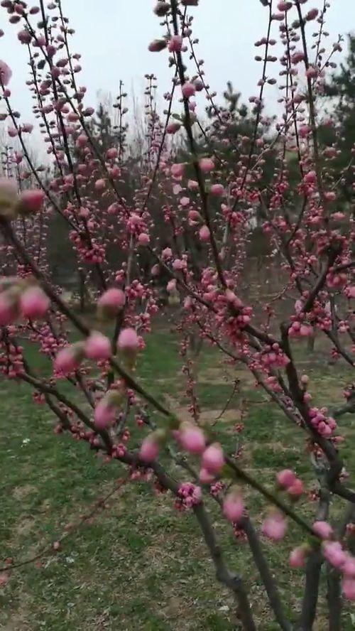 春暖花开 视频