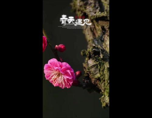 春暖花开 视频