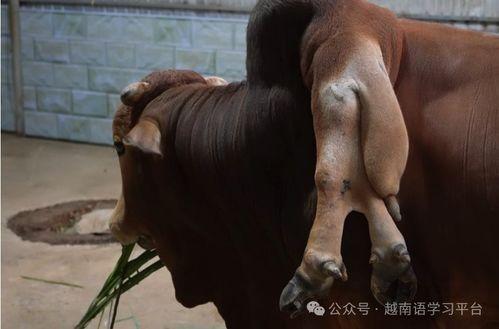 牛的尾巴图片大全,探寻牛尾巴图片大全中的独特魅力