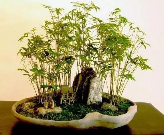 竹子盆景图片大全欣赏,竹子盆景图片大全赏析