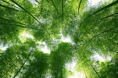 竹子盆景图片大全欣赏,竹子盆景图片大全赏析