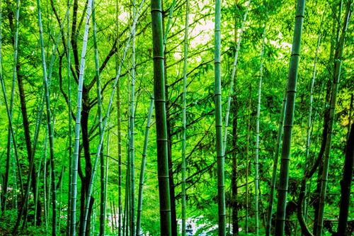 竹子盆景图片大全欣赏,竹子盆景图片大全赏析