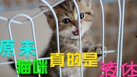 搞笑小猫视频