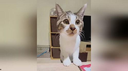 搞笑小猫视频