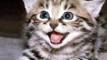 搞笑小猫视频