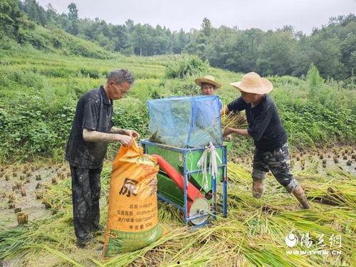 收割水稻视频,水稻收割现场直击