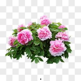 真花图片大全,千姿百态，尽收眼底