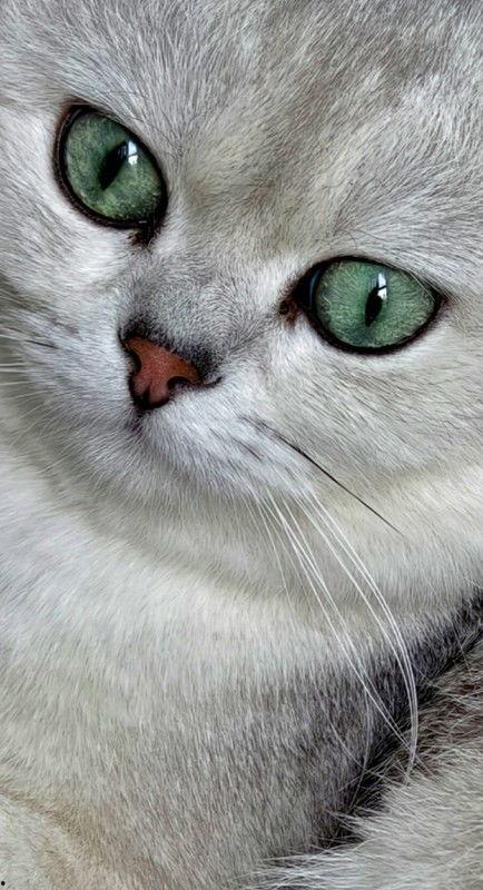 可爱的小猫咪视频,小猫咪视频集锦