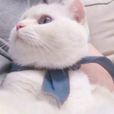 可爱的小猫咪视频,小猫咪视频集锦