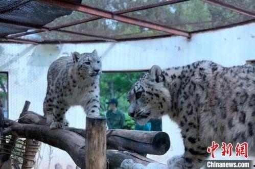 野生雪豹图片大全,野生雪豹图鉴