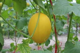 小蜜瓜价格今日价,市场行情一览”