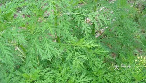 青蒿的图片,古老草本植物的神奇疗效与传承
