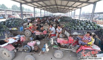 杏花营农场瓜今日价格,今日价格行情一览”