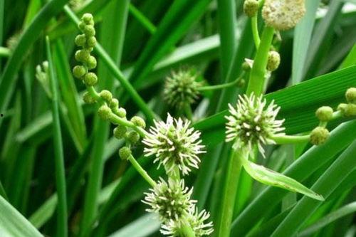 三棱图片,探索光影交织的奇妙现象