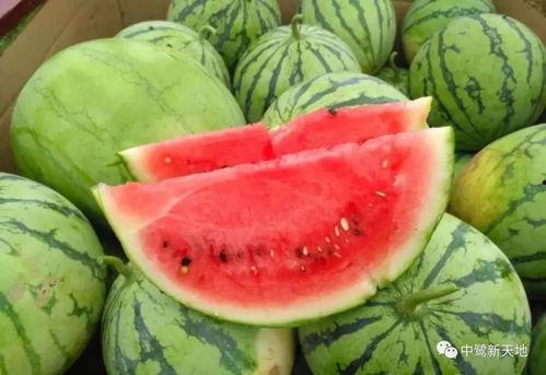 今日云南吃瓜,今日吃瓜，探寻地道风味