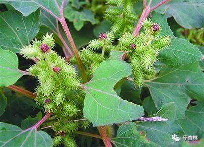 真假苍耳图片大全,图鉴解析