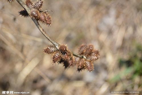 真假苍耳图片大全,图鉴解析