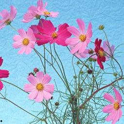 微信图片花朵大全