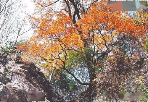 最美初秋景图片大全,金黄叶海与宁静秋晨的视觉盛宴