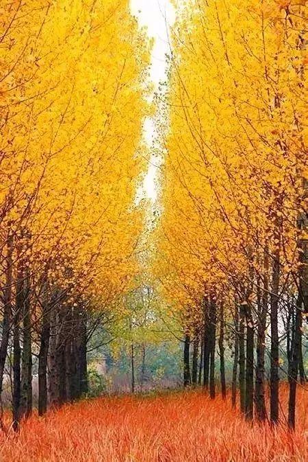 最美初秋景图片大全,金黄叶海与宁静秋晨的视觉盛宴