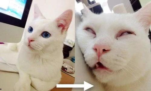 丧尸猫图片,揭秘神秘病毒下的恐怖猫变