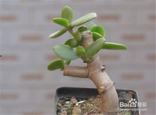 玉树造型图片大全,千姿百态，美不胜收的园艺艺术展示