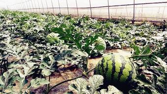 吃瓜黑瓜爆料,吃瓜黑瓜爆料，明星幕后真相大曝光